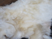 美品 希少品 白熊 北極熊 ホッキョクグマ 剥製 敷物 毛皮 カーペット センターラグ 絨毯 壁掛 全長230cm 幅190cm 美術品_画像7