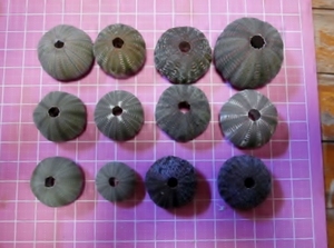 ◇ウニ殻　コシダカウニの殻　10個以上　　貝殻収集・個人向けに