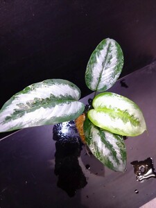 新年初売り!! Schismatoglottis sp W silver line from Bah Pharam Surat Thai AZ便 スキスマ スキスマトグロティス