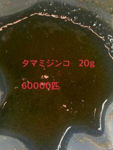 「武者めだか」　タマミジンコ20g 売り切り