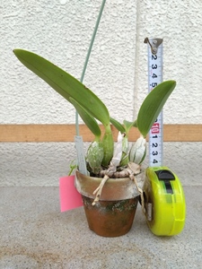 洋蘭　カトレア原種　C.walkeriana coerulea`Montana'　現在花はありません