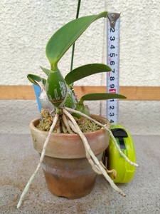 洋蘭　カトレア原種　C.walkeriana f.coerulea 'Aniel Cavnier'　現在花はありません