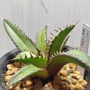  'Agave titanota 巌竜'【送料無料】の画像3