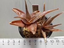 Aloe hybrid 'Wamsley's Bronze'【送料無料】_画像7