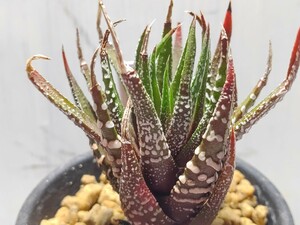 'Haworthia 十二の巻枝変わり'【送料無料】