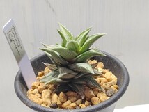 'Haworthia tortuosa f.variegata 幻の塔(白斑)'【送料無料】_画像3