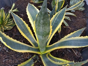 'Agave americana marginata 黄覆輪斑' 2【送料無料】