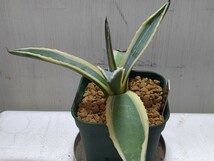 'Agave americana marginata 黄覆輪斑' 3【送料無料】_画像5