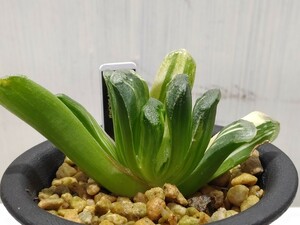 【即決】'Haworthia 静鼓錦 '【送料無料】