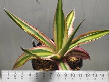 【即決】 'Agave '五色万代''【送料無料】_画像8