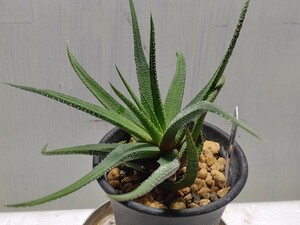 【即決】'Haworthia 松の霜 '【送料無料】