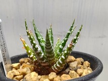 【即決】'Haworthia 特選ドーナツ白点十二の巻 '【送料無料】_画像3