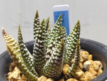 'Haworthia 'シジマ' '【送料無料】_画像5