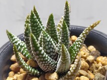 'Haworthia 'シジマ' '【送料無料】_画像1