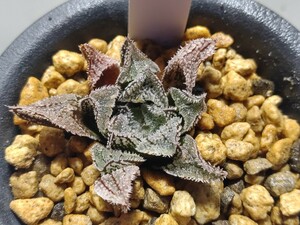 'Haworthia '上海蟹' '【送料無料】