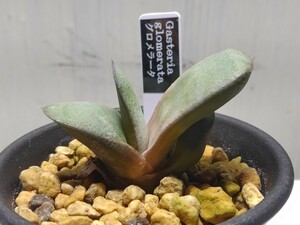 【即決】'Gasteria glomerata グロメラータ'【送料無料】