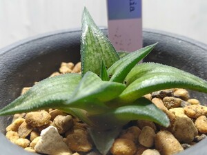 'Haworthia hybrid '錦帯橋''【送料無料】