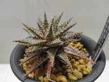 Aloe hybrid 'descoingsii×haworthioides'【送料無料】_画像3