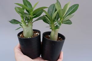 【2株セット】アデニウム アラビカム ブラックステムAdenium arabicum Blackstem実生株