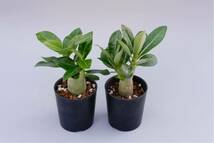 【2株セット】アデニウム アラビカム ブラックステムAdenium arabicum Blackstem実生株_画像5