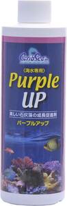 kami is ta Carib si- purple up 480ml postage nationwide equal 520 jpy (3 piece till including in a package possibility )