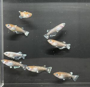 【月見めだか】インフィニティモルフォ亜種　若魚　４PA 