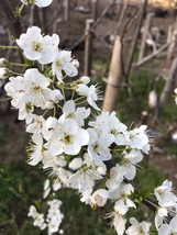 ３月から開花期