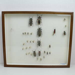 中古◆昆虫標本 ドイツ箱入 カミキリムシ 台湾 海外 アカヘリミドリカミキリ 等◆124d