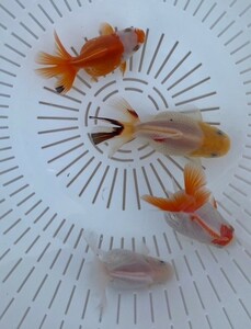 ■ 変わり金魚 二歳魚 ■ 4匹セット 約7cm ■ 6－2 土曜日発送です。■発送不可地域あり