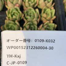 多肉植物14個 0109-K032 キューピッドhyb エケベリア カット苗 寄植え_画像3