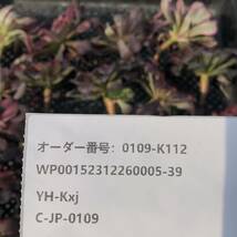 多肉植物 19個 0109-K112 レッドフェイス錦 カット苗 寄植え_画像3