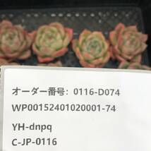 多肉植物24個 0116-D074 ピンクシャンペーン エケベリア カット苗 寄植え_画像3