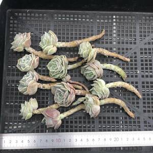 多肉植物12個 0116-K006 ラブリーローズ エケベリア カット苗 寄植え