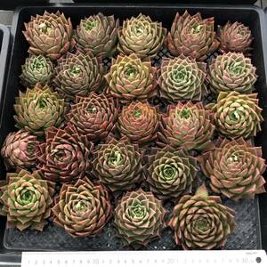 多肉植物24個 0130-D010 スパイ エケベリア カット苗 寄植え