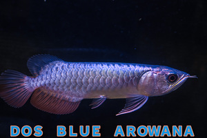 売り切り、インドネシア産　最上藍底過背金龍『　ＤＯＳ・ＢＬＵＥ・AROWANA　』　ブルータイプ強烈光沢　25ｃｍ　NO.6806