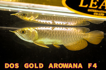 売り切り、インドネシア産　極上、純血本物過背金龍『　ＤＯＳ・ＧＯＬＤ・AROWANA　』　ゴールデン２４ｋフルヘルメット　NO.8888_画像1