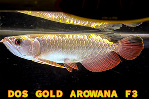 売り切り、本場マレーシア産　純血本物過背金龍『　ＤＯＳ・ＧＯＬＤ・AROWANA　Ｆ３　』ゴールデンヘッド　フルカラータイプ　NO.2543