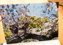 岩合光昭　猫　写真集　素材　カレンダー　60枚　春　桜　花　自然　海外　日本　額　アート　インテリア_画像2