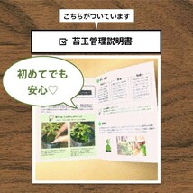 『旭山桜の苔玉』期間限定販売★さくら★苔玉★おうちでお花見★かわいい★送料無料_226_画像9