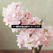 『旭山桜の苔玉』期間限定販売★さくら★苔玉★おうちでお花見★かわいい★送料無料_226_画像7