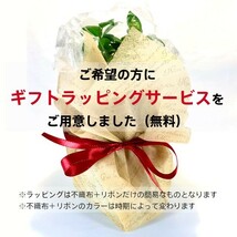 『ガジュマルの苔玉』風水パワー★苔玉★多幸の樹★プレゼント★インテリア★観葉植物★送料無料_114_画像10