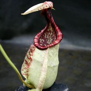 N. rafflesiana ‘Brunei nivea’ BE-3141 ウツボカズラ 食虫植物 ネペンテス　3