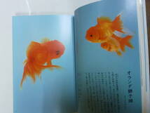 本[ 金魚 / 長く、楽しく 飼うための本 ]岡本信明+川田洋之助 約31㎝X25㎝ カラー解説本 池田書店 送料無料_画像3