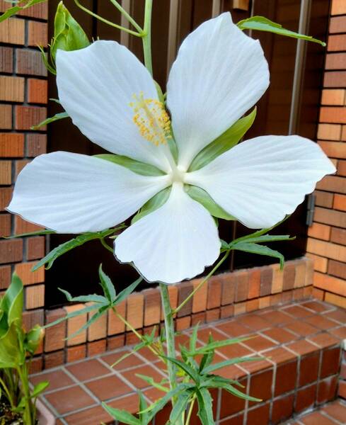 モミジアオイの根　紅葉葵（白色花）地下茎　根　もみじあおい 