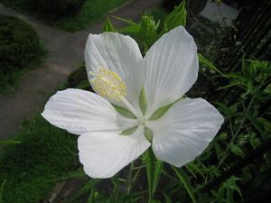 ★　モミジアオイ　白花　種３０粒