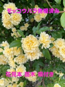 観葉植物　黄色　モッコウバラ　木香バラ　苗木　植木