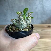 A3 パキポディウムウィンゾリー★ Pachypodium windsorii ★コーデックス　良型　塊根植物　実生1_画像4