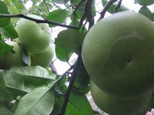 実生の木から蒔いた晩白柚（ザボン）の苗2本植え　収穫まで時間がかかりますが、昔からの晩白柚（ザボン）が収穫できます