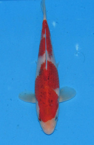  colored carp No473.. peace 4 year production 19cm colored carp 