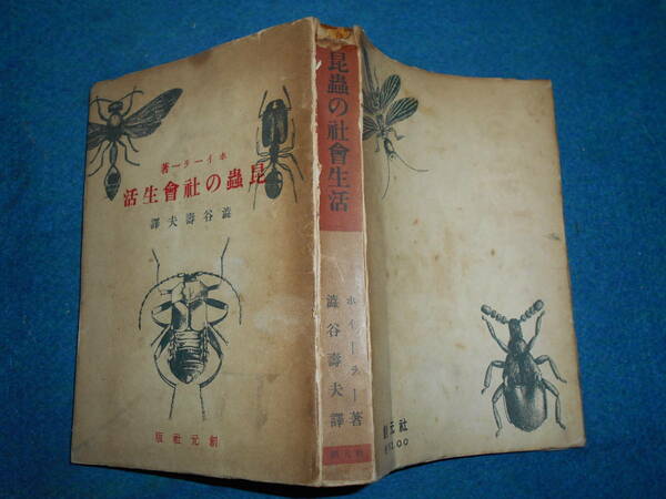即決　1931年初版『昆虫の社会生活』昆虫学、Social Incect　Ants Wasps ハチ　アリ生態　分布　分類